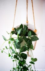 Blumenampel aus Gips