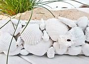 Was tun mit all den Muscheln ?