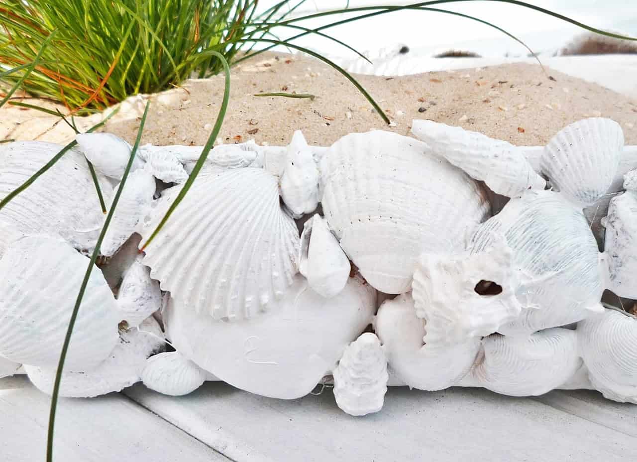 Was tun mit all den Muscheln ?