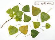 Herbstliches Geschenkpapier