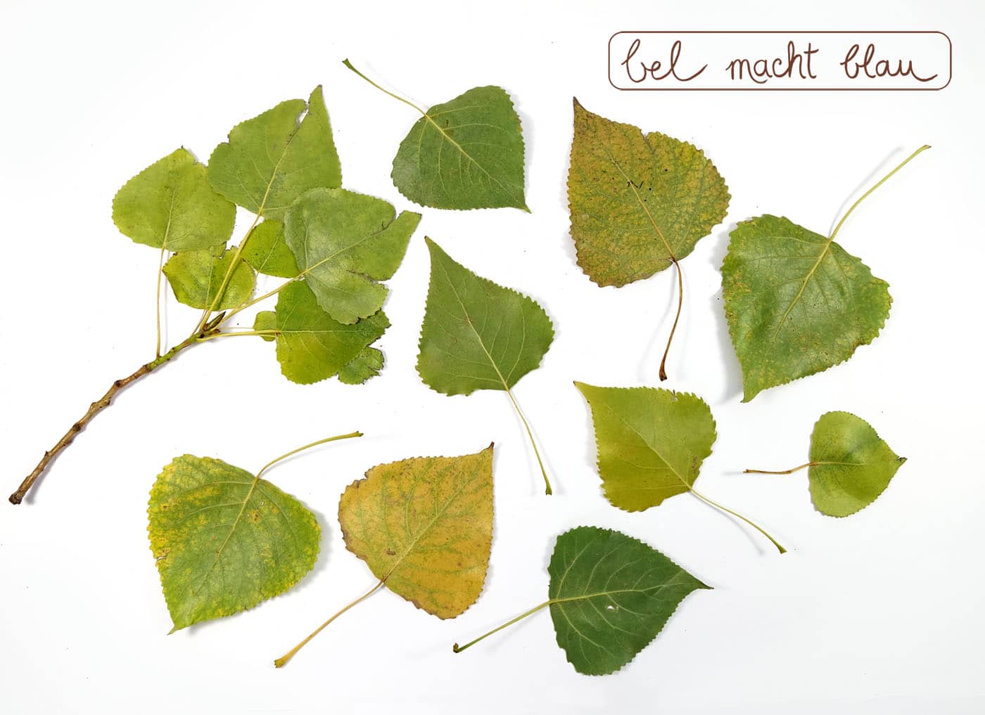 Herbstliches Geschenkpapier