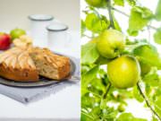ein uralter Apfelkuchen – Apple Cake Recipe