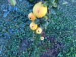 Cido – die Vitaminbombe aus Lettland
