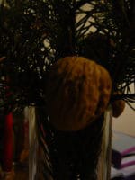 Zaubernüsse Adventskalender