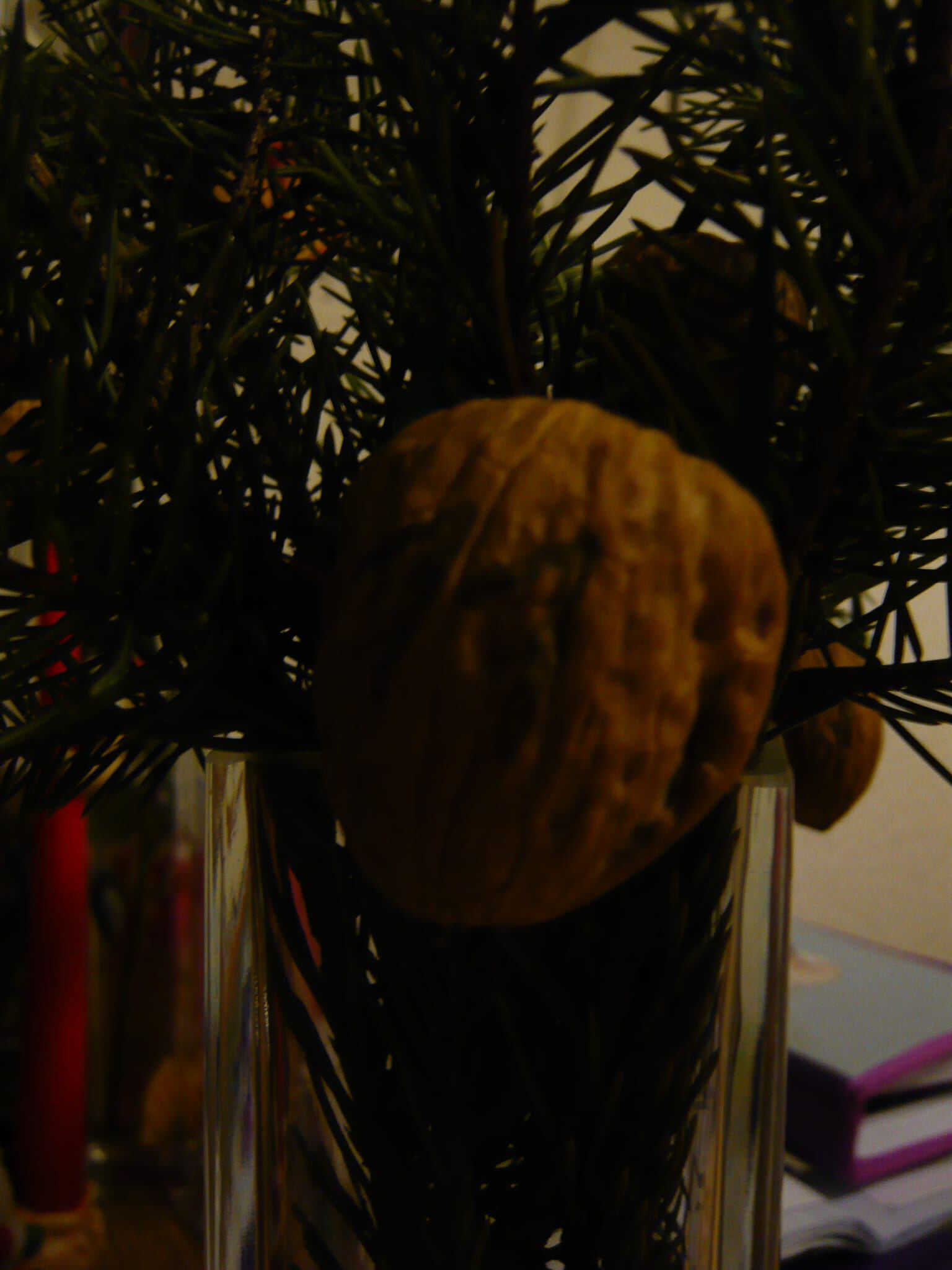 Zaubernüsse Adventskalender