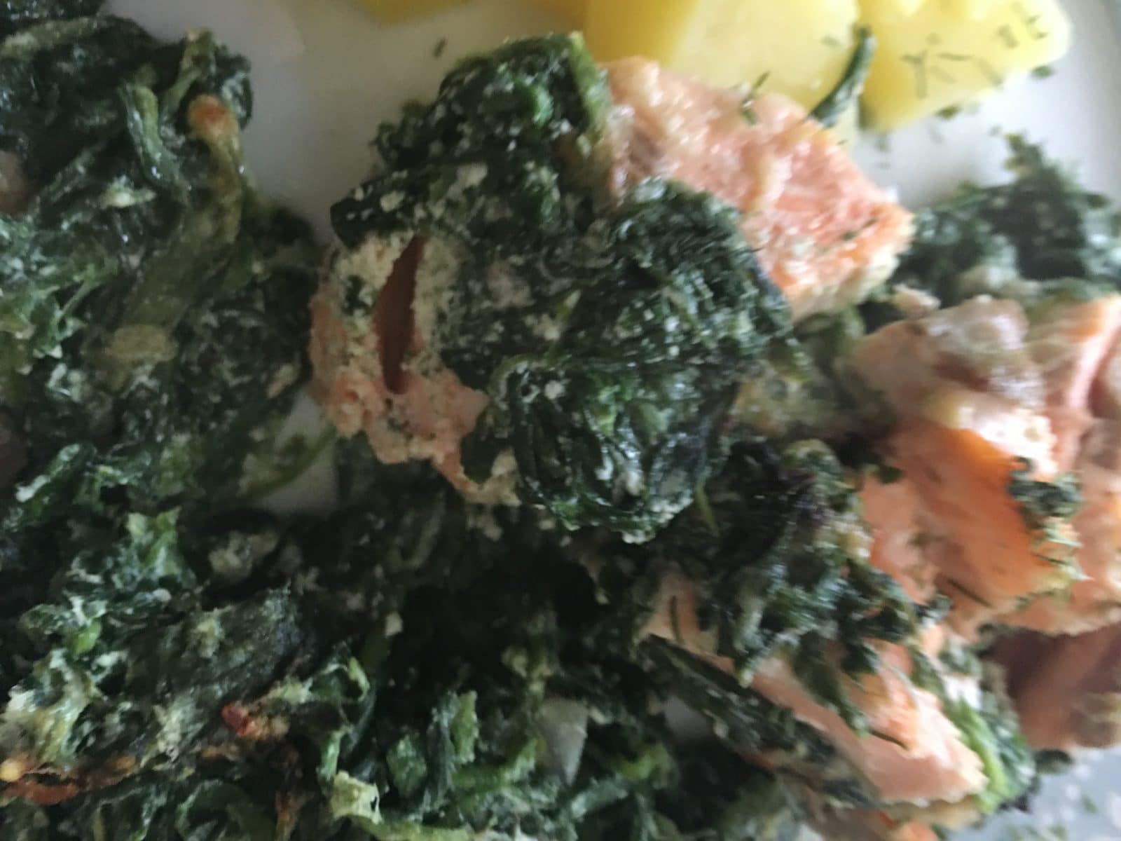 Lachs mit Spinat-Ricotta