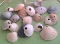 Gelochte Muscheln - Windlicht für den Balkon