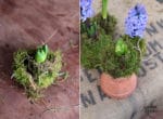 Frühlingshaftes Kokedama