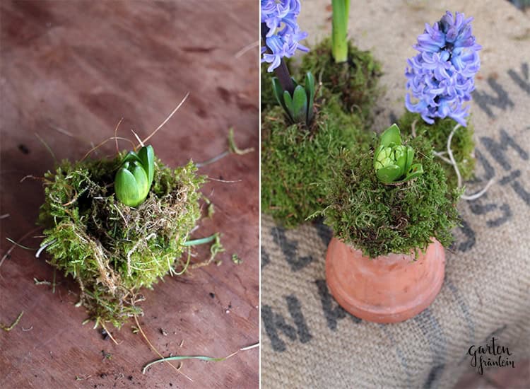 Frühlingshaftes Kokedama