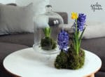 Frühlingshaftes Kokedama
