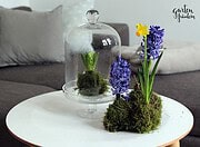 Frühlingshaftes Kokedama