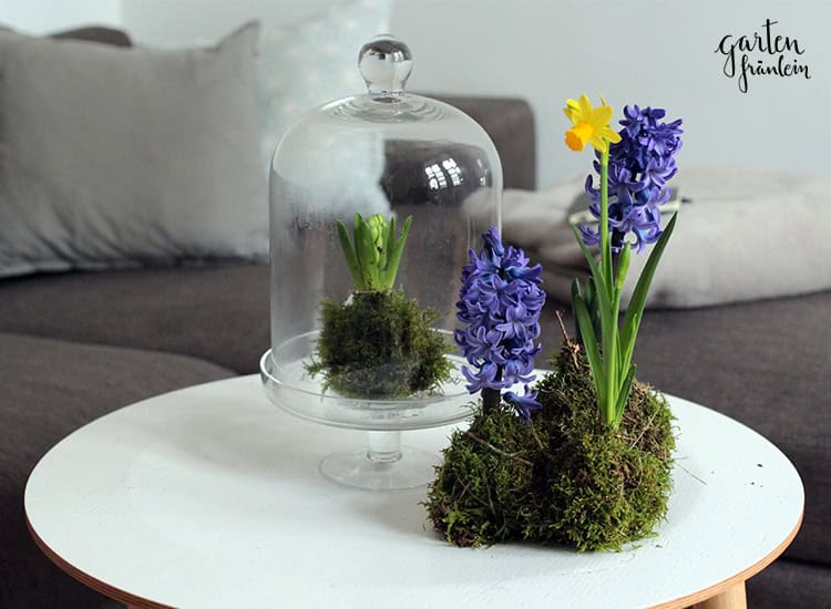 Frühlingshaftes Kokedama