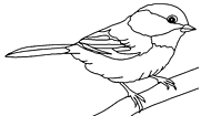 26_Vogel