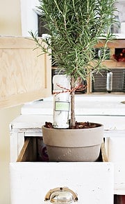 Kräutersalz upcycling