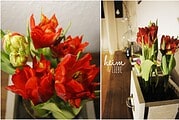 Indoorgarten mit Frühblühern und Sukkulenten gestalten als Überbrückung bis zum Frühling