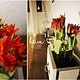 Indoorgarten mit Frühblühern und Sukkulenten gestalten als Überbrückung bis zum Frühling