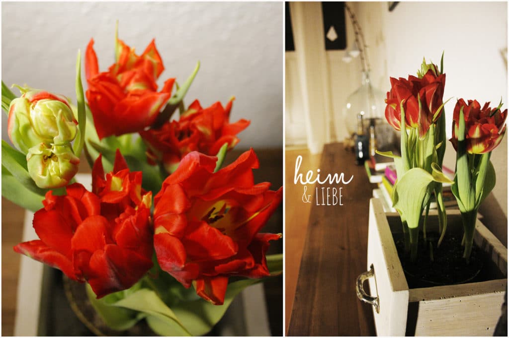 Indoorgarten mit Frühblühern und Sukkulenten gestalten als Überbrückung bis zum Frühling