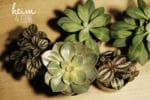 Indoorgarten mit Frühblühern und Sukkulenten gestalten als Überbrückung bis zum Frühling