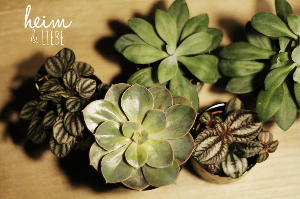 Indoorgarten mit Frühblühern und Sukkulenten gestalten als Überbrückung bis zum Frühling