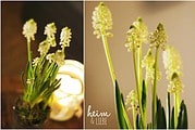 Indoorgarten mit Frühblühern und Sukkulenten gestalten als Überbrückung bis zum Frühling