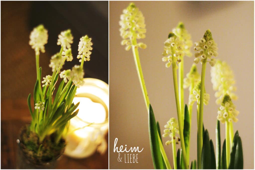 Indoorgarten mit Frühblühern und Sukkulenten gestalten als Überbrückung bis zum Frühling