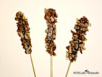 3 leckere und einfach Rezepte mit Kandis Zucker / Muffins / Kekse / Sticks