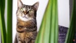 Ungiftige Pflanzen für Katzen | Mehr Urban Jungle für die Katz‘ | Mohntage