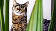 Ungiftige Pflanzen für Katzen | Mehr Urban Jungle für die Katz‘ | Mohntage