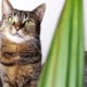 Ungiftige Pflanzen für Katzen | Mehr Urban Jungle für die Katz' | Mohntage