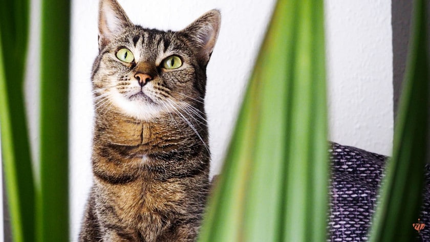 Ungiftige Pflanzen für Katzen | Mehr Urban Jungle für die Katz‘ | Mohntage