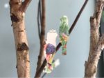 (Fast) alle Vögel sind schon da! FREEBIE
