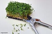 Fruchtiger Salat mit einem Kresse-Dressing