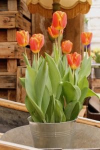 10 tolle Ideen für Tulpen