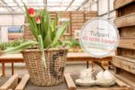 10 tolle Ideen für Tulpen