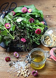 Wildkräuterpesto selber machen