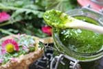 Wildkräuterpesto selber machen