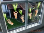 Lese-Möhrchen und Fenster-Karotten