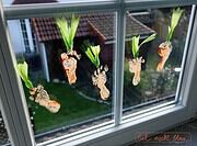 Lese-Möhrchen und Fenster-Karotten