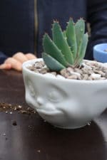 DIY mit Sukkulenten