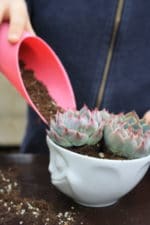DIY mit Sukkulenten