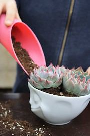 DIY mit Sukkulenten
