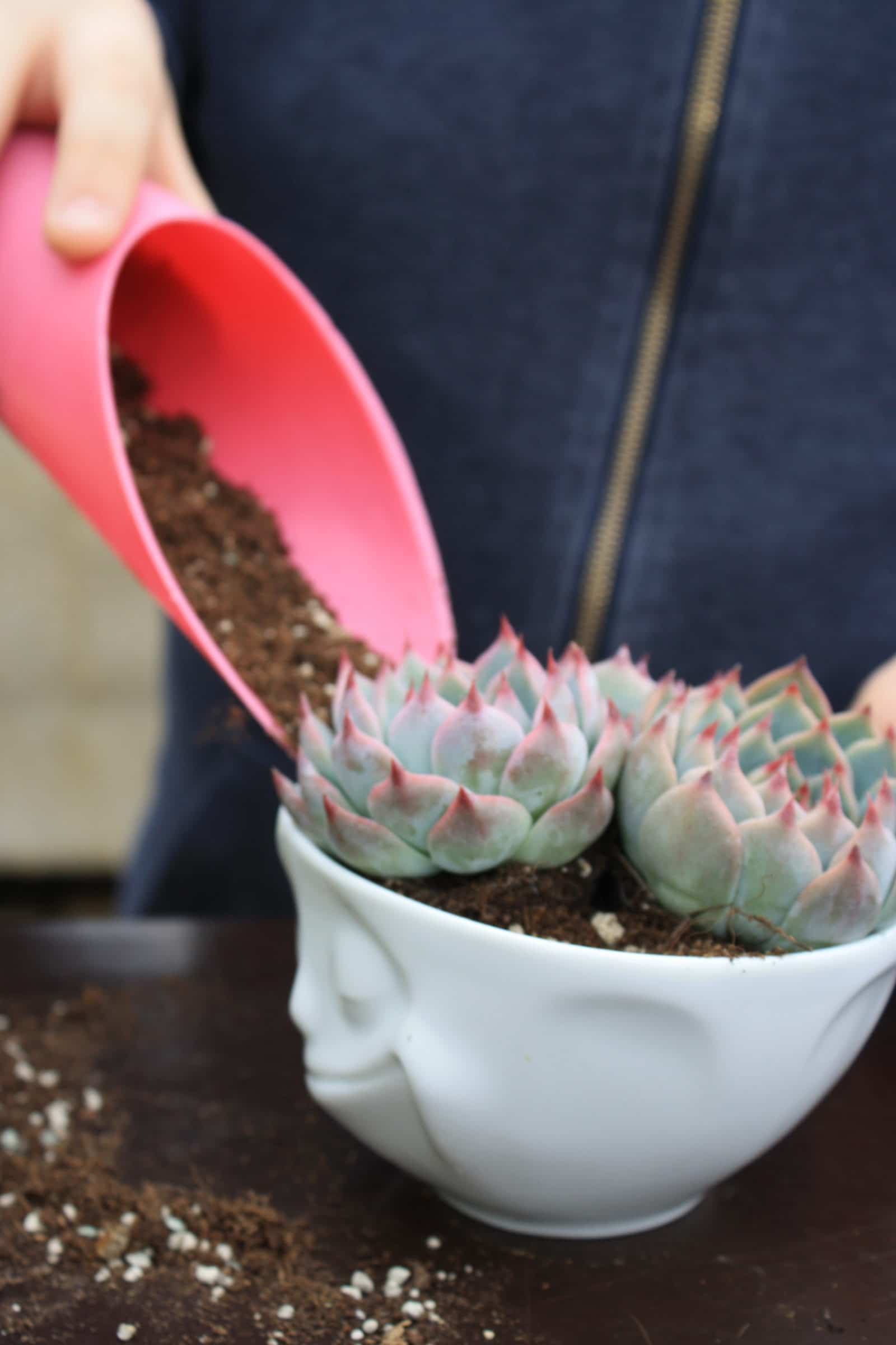 DIY mit Sukkulenten