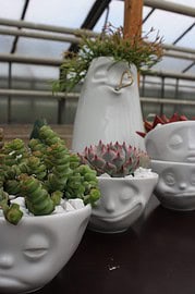 DIY mit Sukkulenten