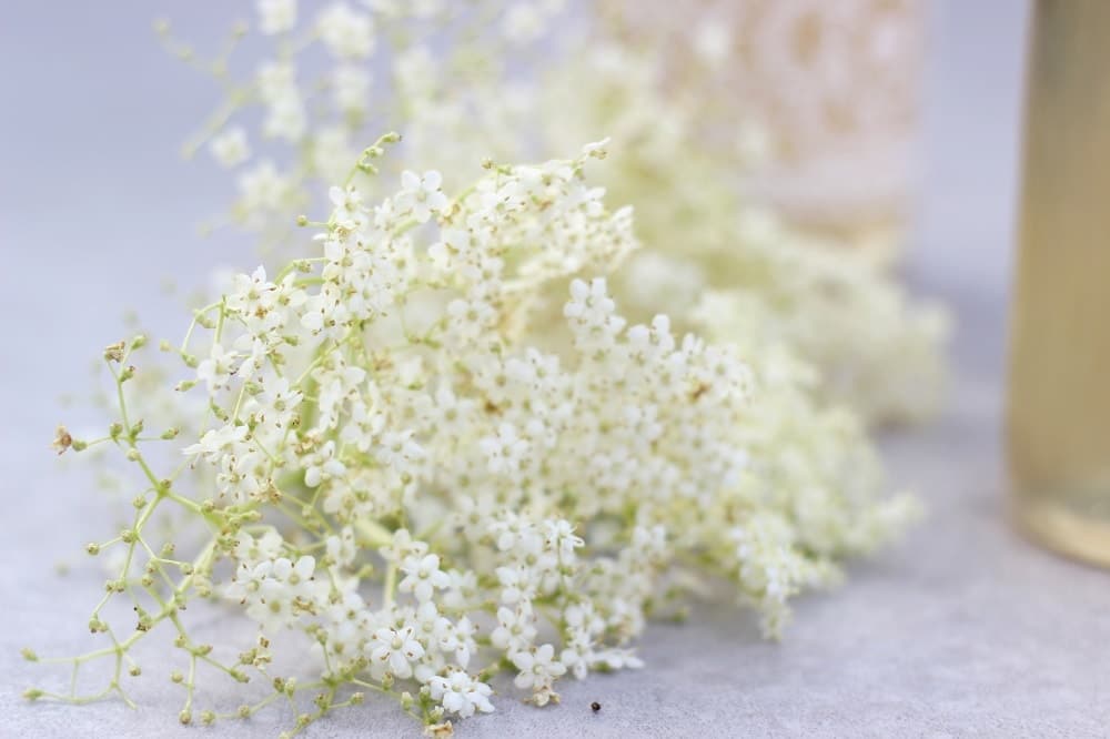 Rezept: Holunderblütensirup