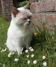 Weiße Katze mit grauen Ohren und geschlossenen Augen sitzt im Garten neben Gänseblümchen und Gräser, vor einer Ziegelmauer.
