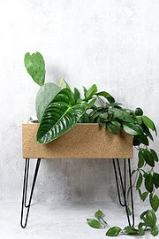 DIY Plant Stand