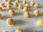 Aprikosen-Kokos Pralinen