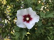 Weiße Hibiskusblüte mit rotem Zentrum und gelber Staubblätter, umgeben von grünen Blättern, symbolisiert natürliche Schönheit und Handwerkskunst.