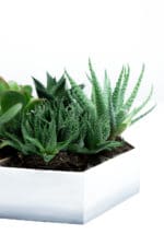 Upcycling Projekt: Mini Sukkulenten Garten