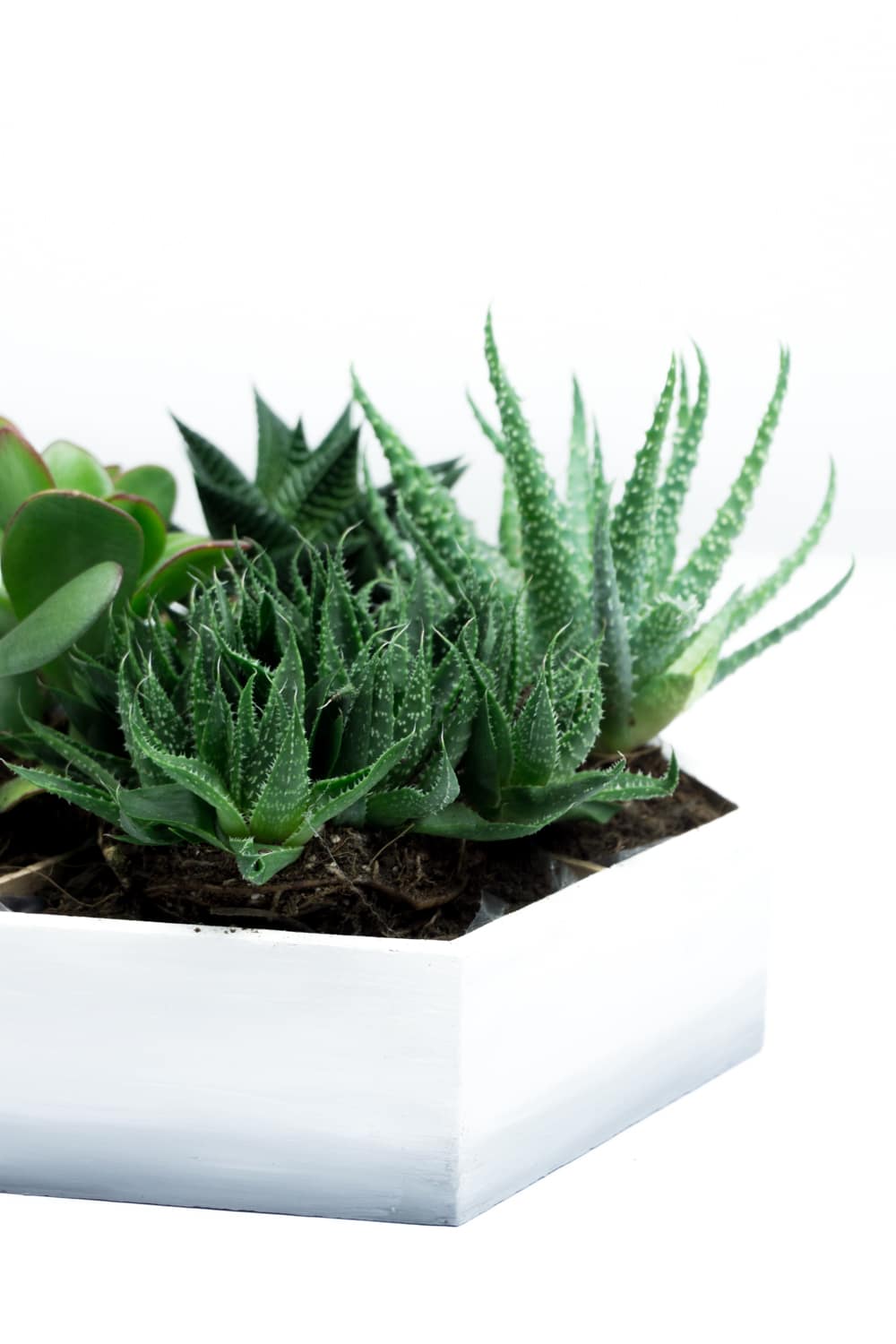Upcycling Projekt: Mini Sukkulenten Garten
